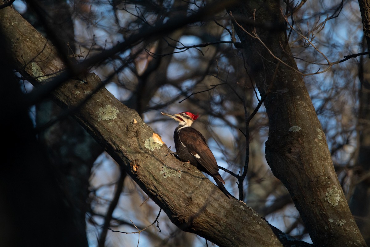 Pileated Woodpecker - ML608629726