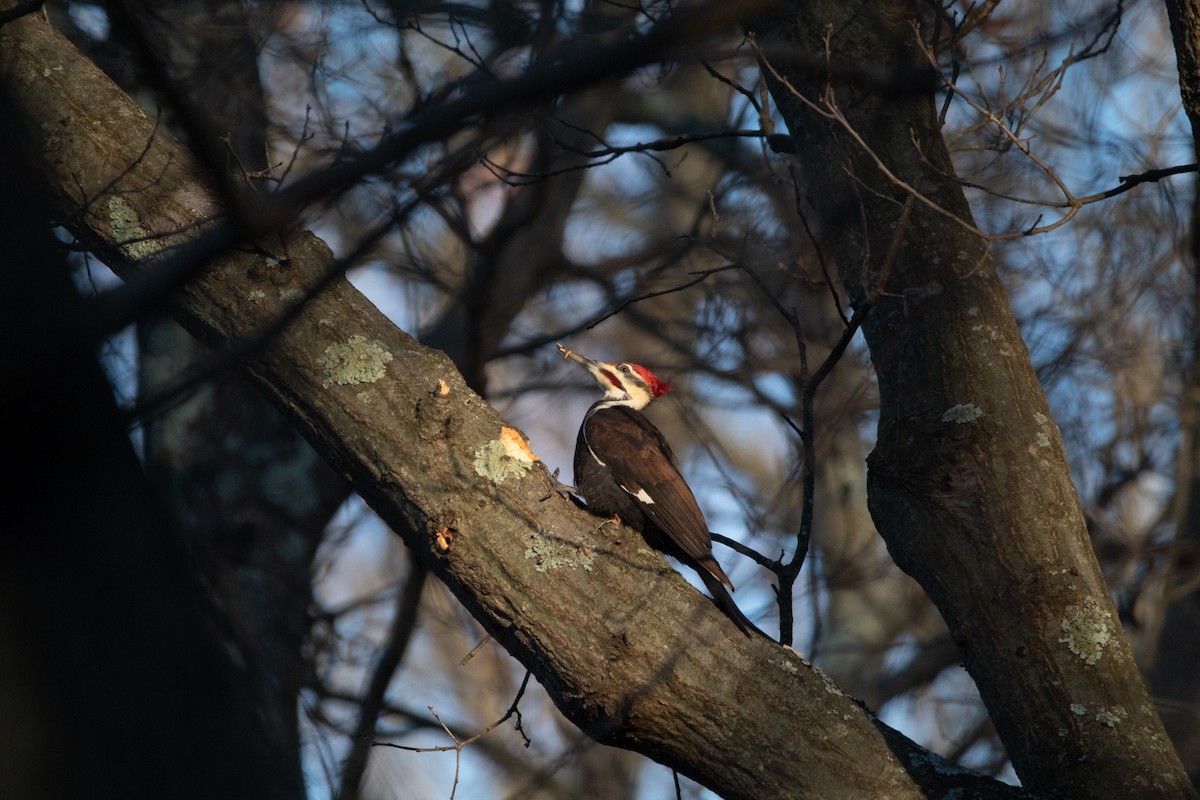 Pileated Woodpecker - ML608629727