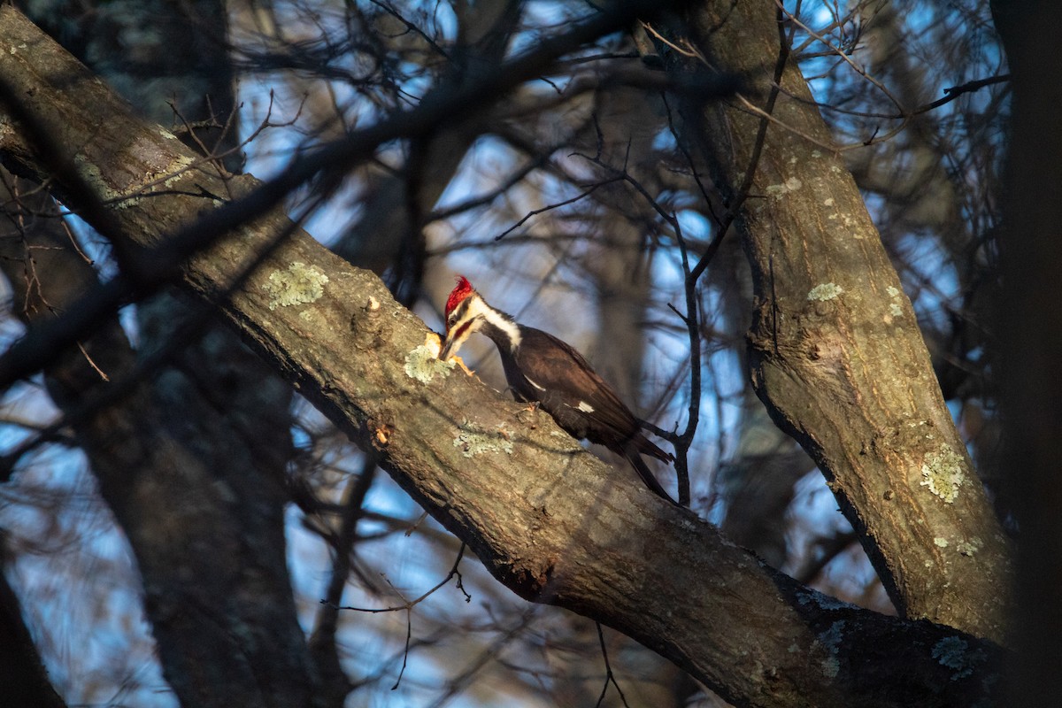 Pileated Woodpecker - ML608629729
