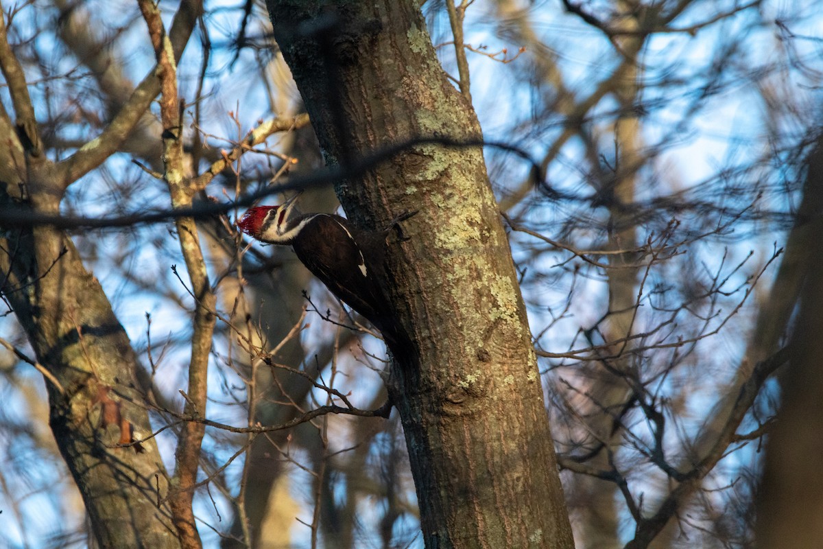 Pileated Woodpecker - ML608629730