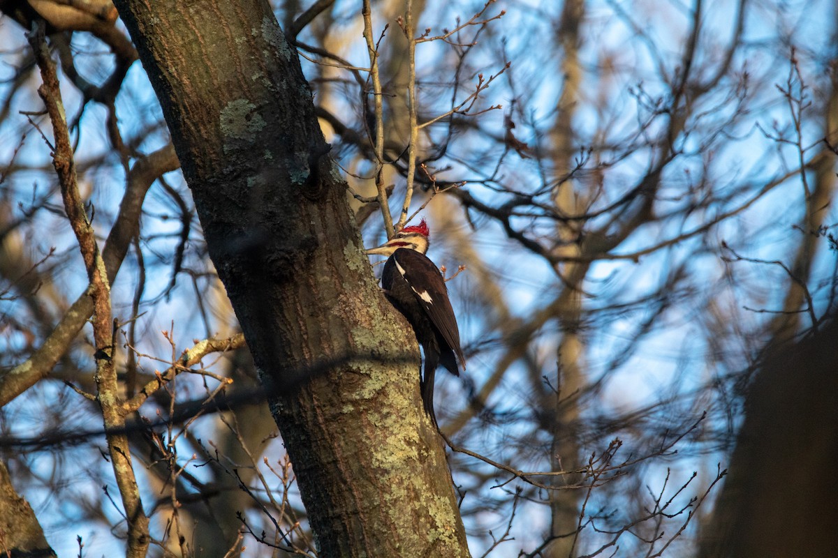 Pileated Woodpecker - ML608629731