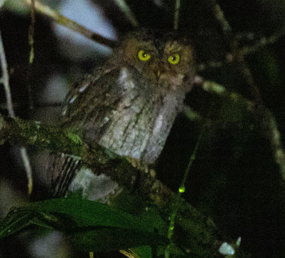 Sulawesi Scops-Owl - ML608629917