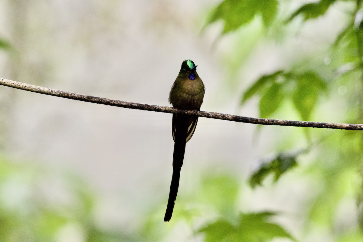 Violet-tailed Sylph - ML608629930