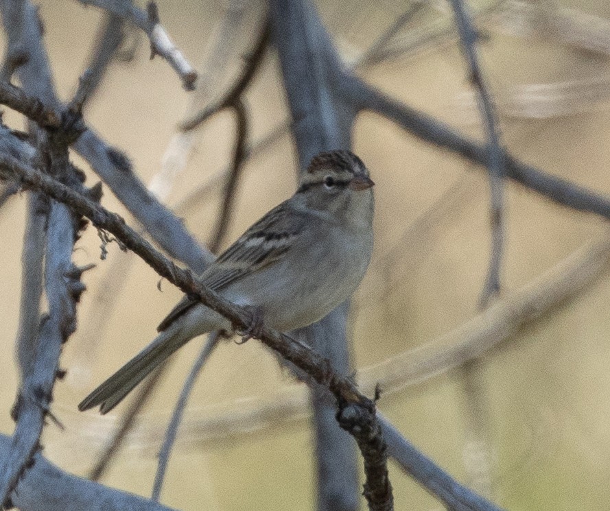 Chipping Sparrow - ML608630124