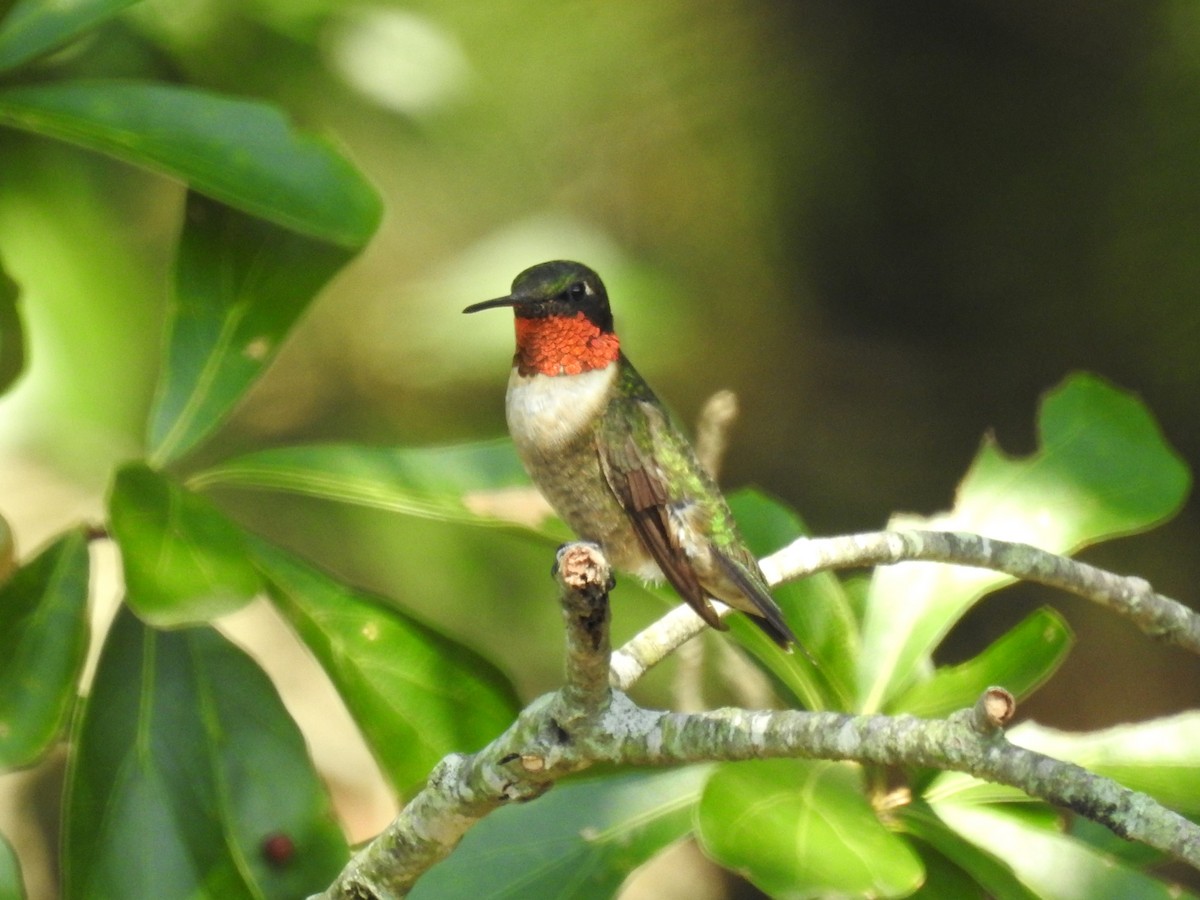 Ruby-throated Hummingbird - Roger Massey