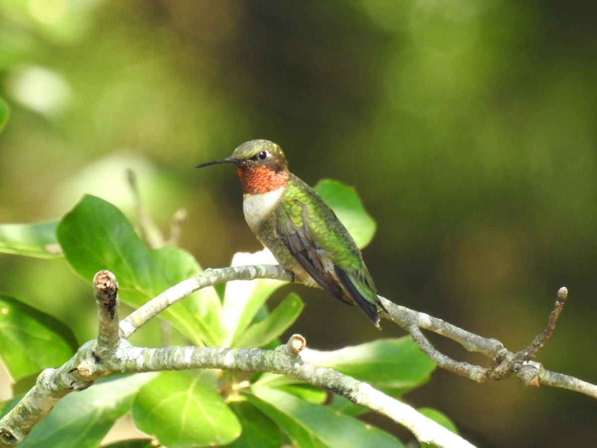 Ruby-throated Hummingbird - ML608630205