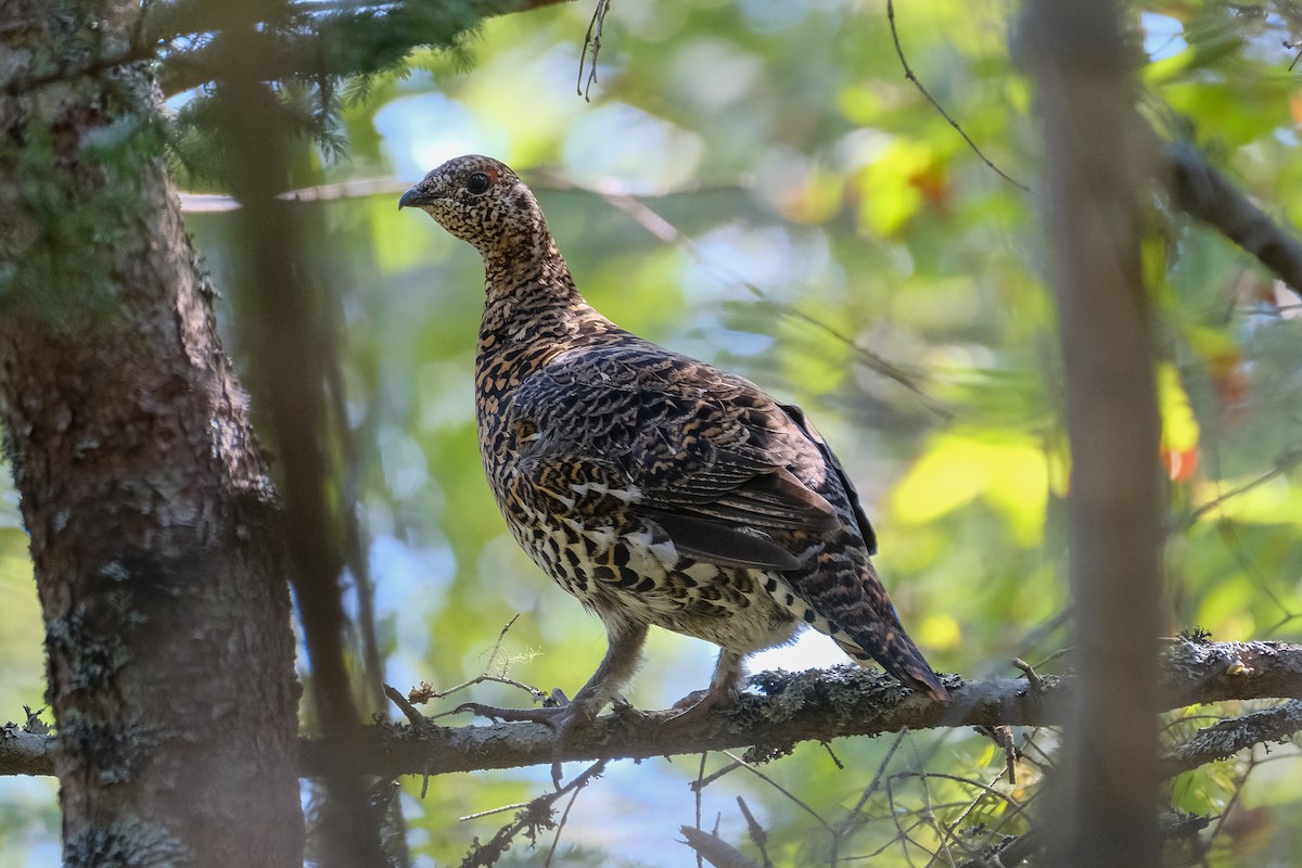 Spruce Grouse - James Smithers