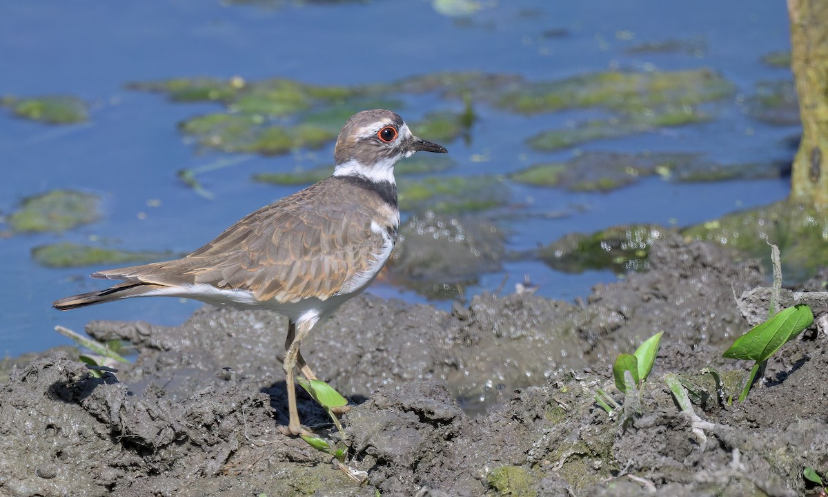 eBird Checklist - 8 Sep 2023 - EBMUD--Valle Vista Staging Area (permit ...