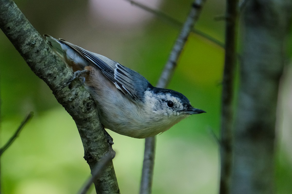White-breasted Nuthatch - ML608630388
