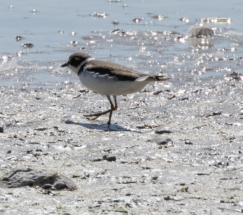 Semipalmated Plover - ML608630452