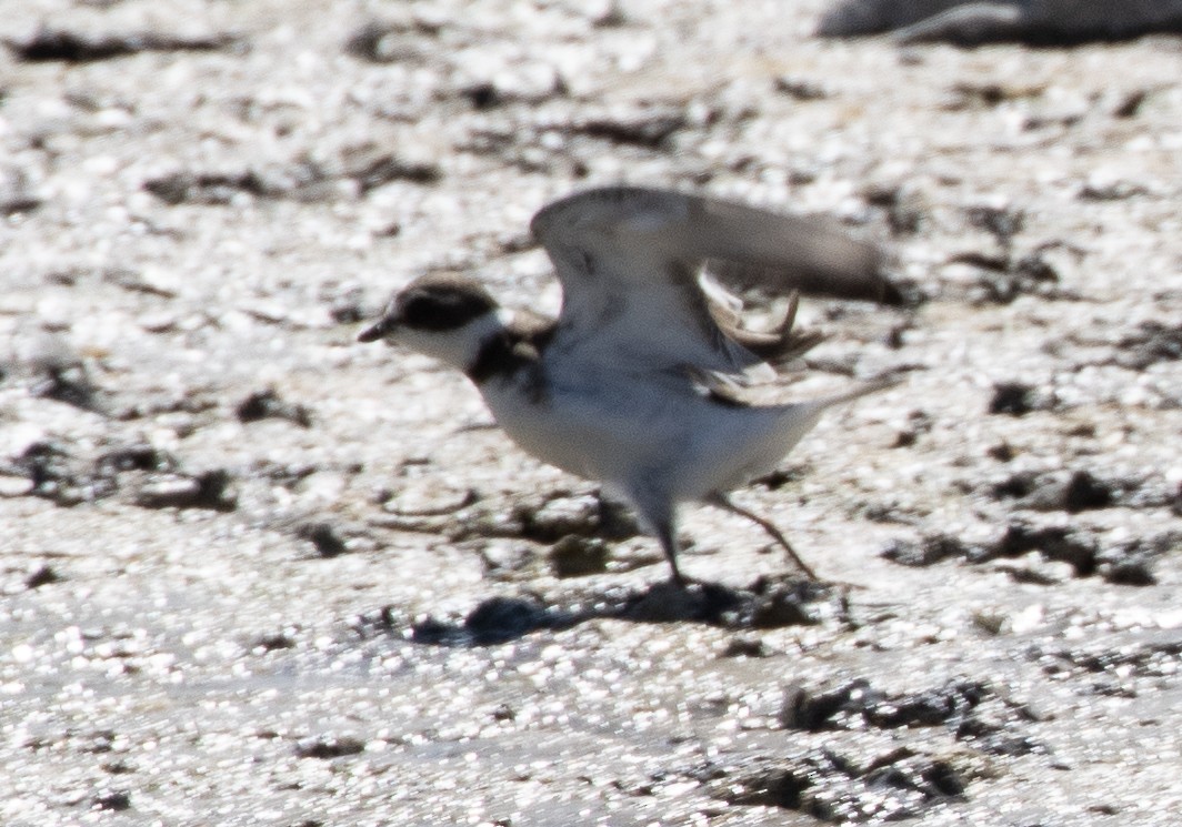 Semipalmated Plover - ML608630453