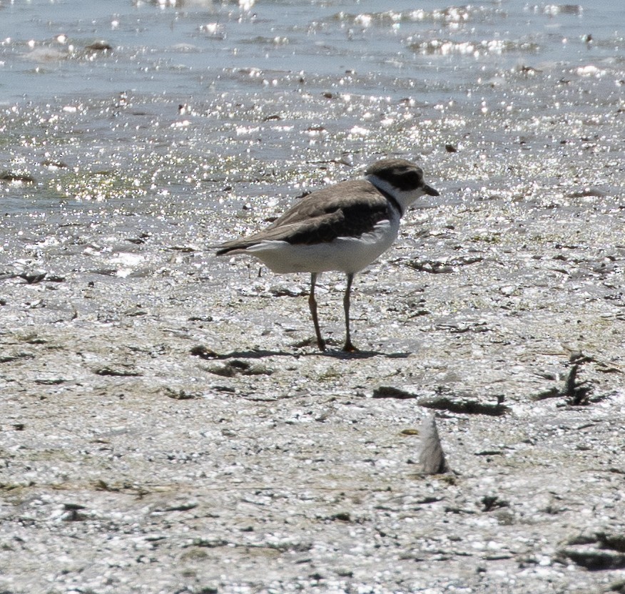 Semipalmated Plover - ML608630454