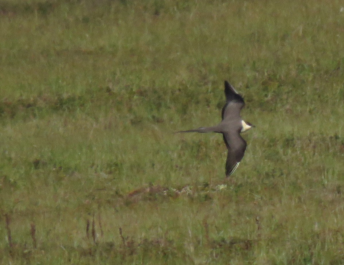 Long-tailed Jaeger - ML608630466