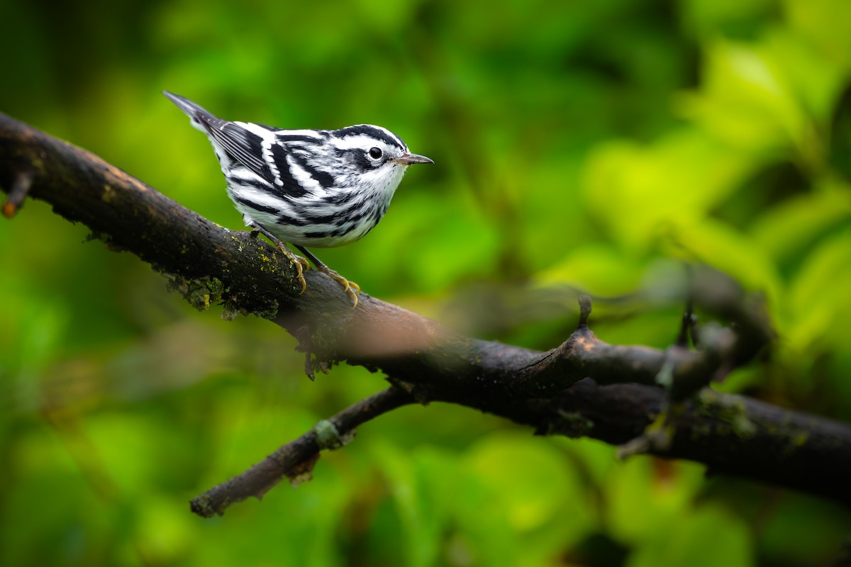 Black-and-white Warbler - ML608632390