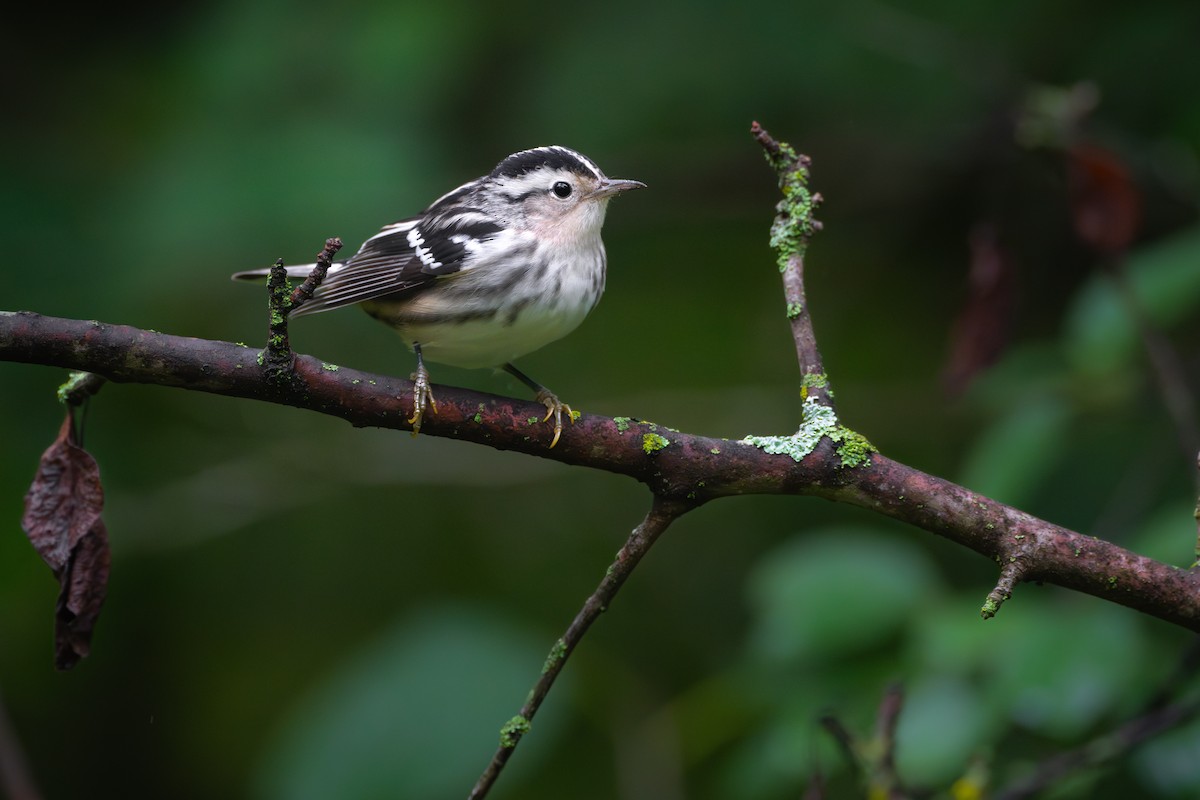 Black-and-white Warbler - ML608632397