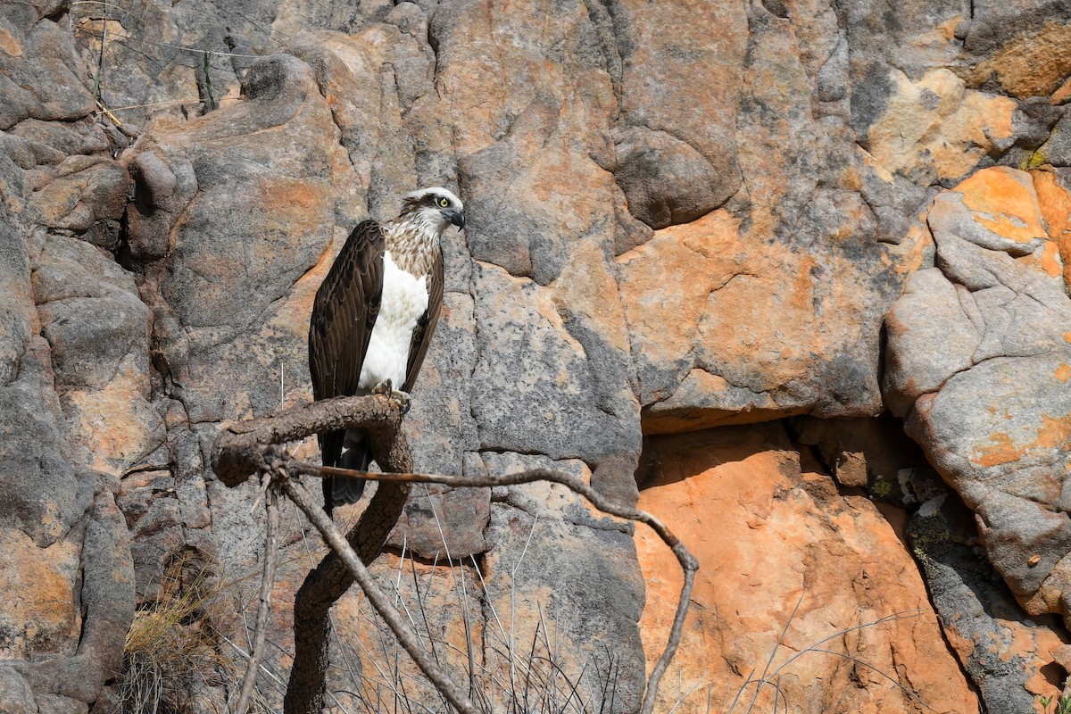 Águila Pescadora (Australia) - ML608632492