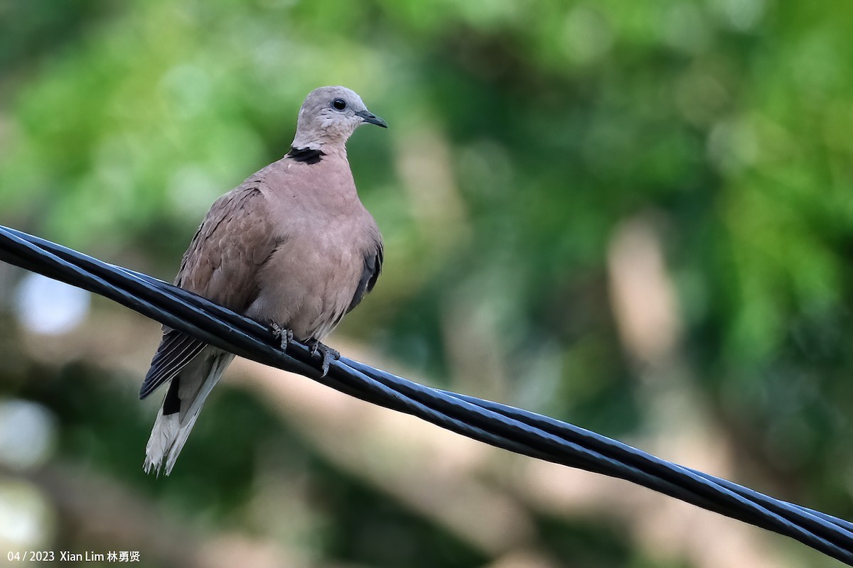Red Collared-Dove - ML608633443