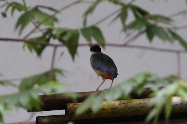 Blue-winged Pitta at Department of Public Relations by Benjamin Pap