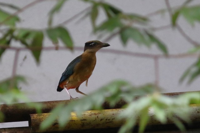 Blue-winged Pitta at Department of Public Relations by Benjamin Pap