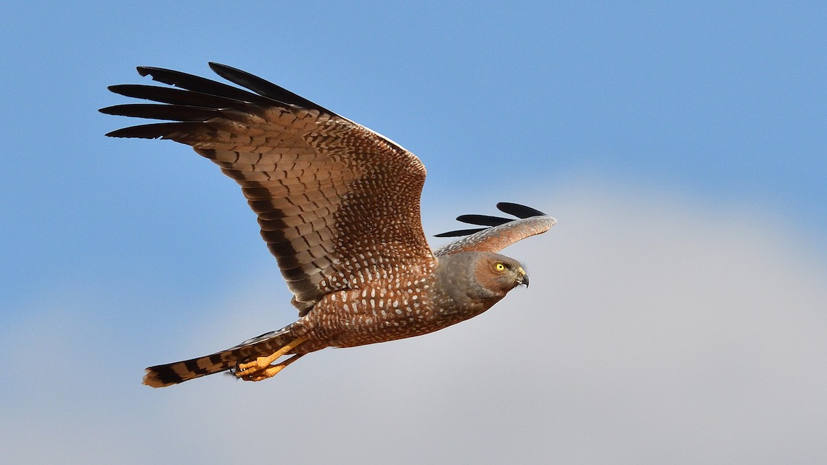 Spotted Harrier - ML608633708