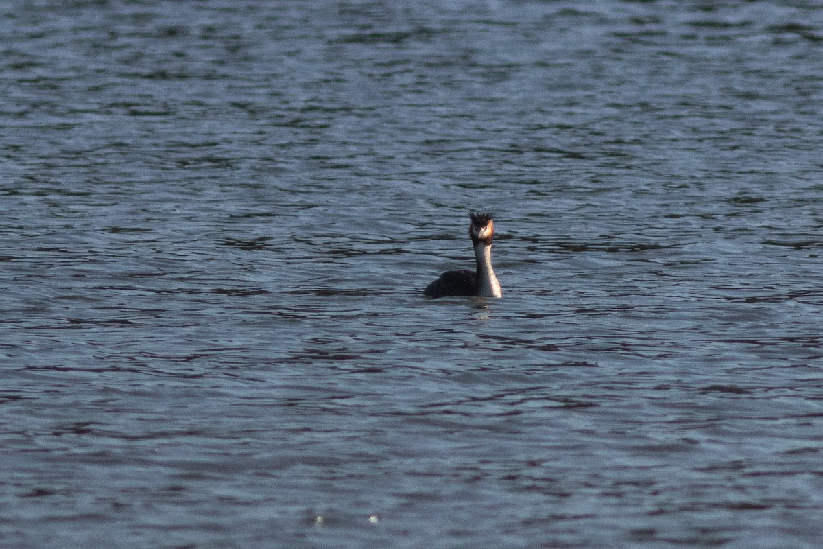 Great Crested Grebe - ML608633765
