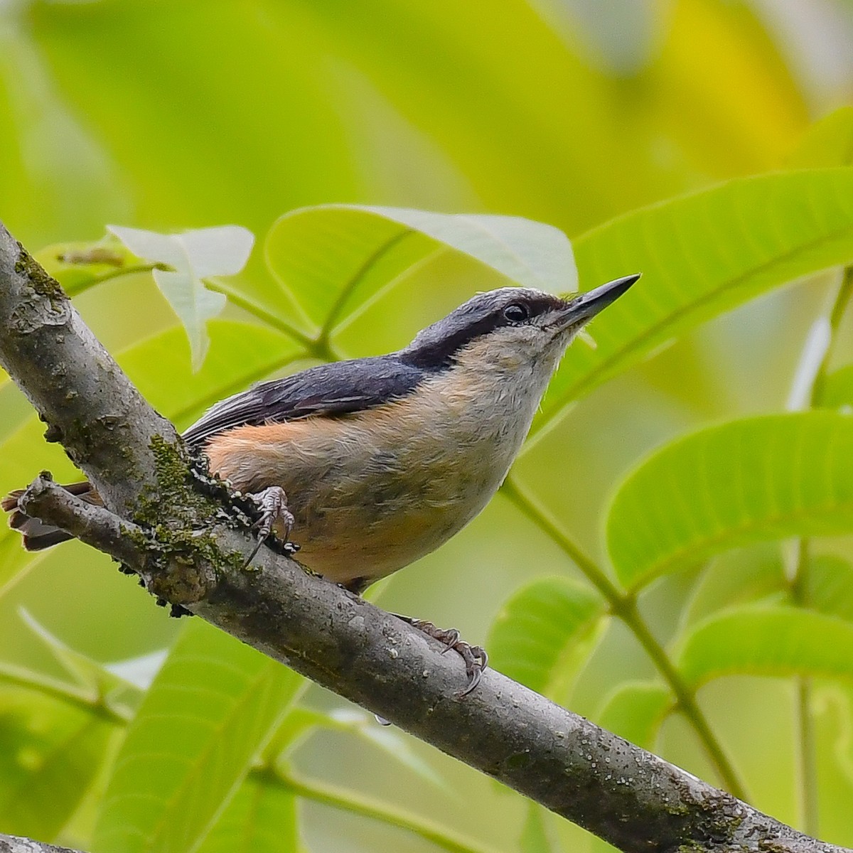 White-tailed Nuthatch - ML608633990