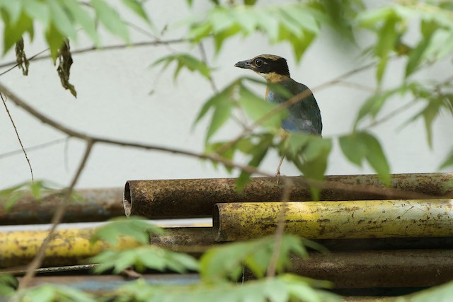 Blue-winged Pitta at Department of Public Relations by Sam Hambly