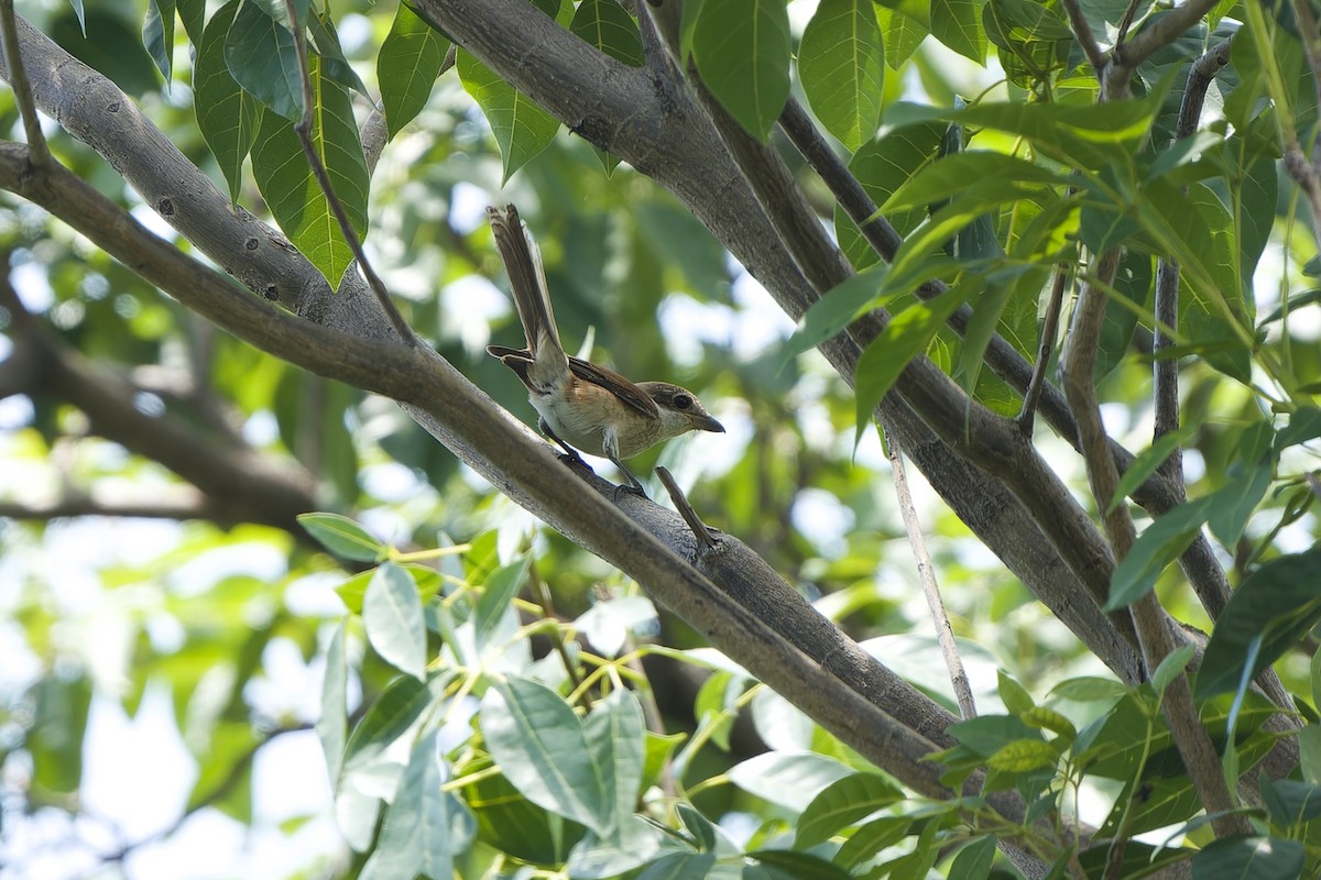 Burmese Shrike - Sam Hambly