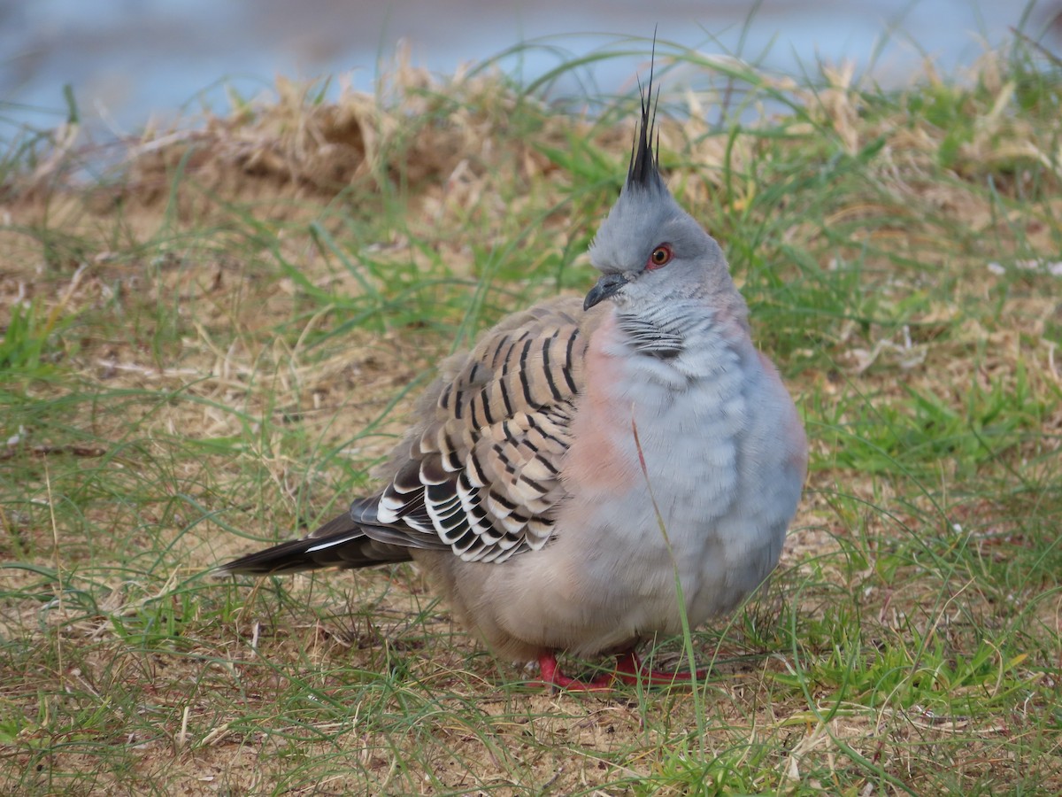Crested Pigeon - ML608634333