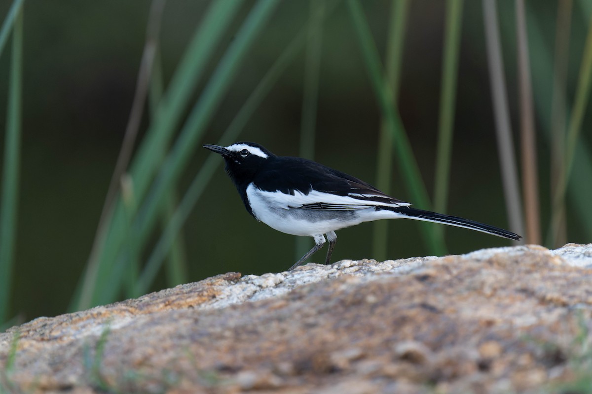 White-browed Wagtail - ML608634475