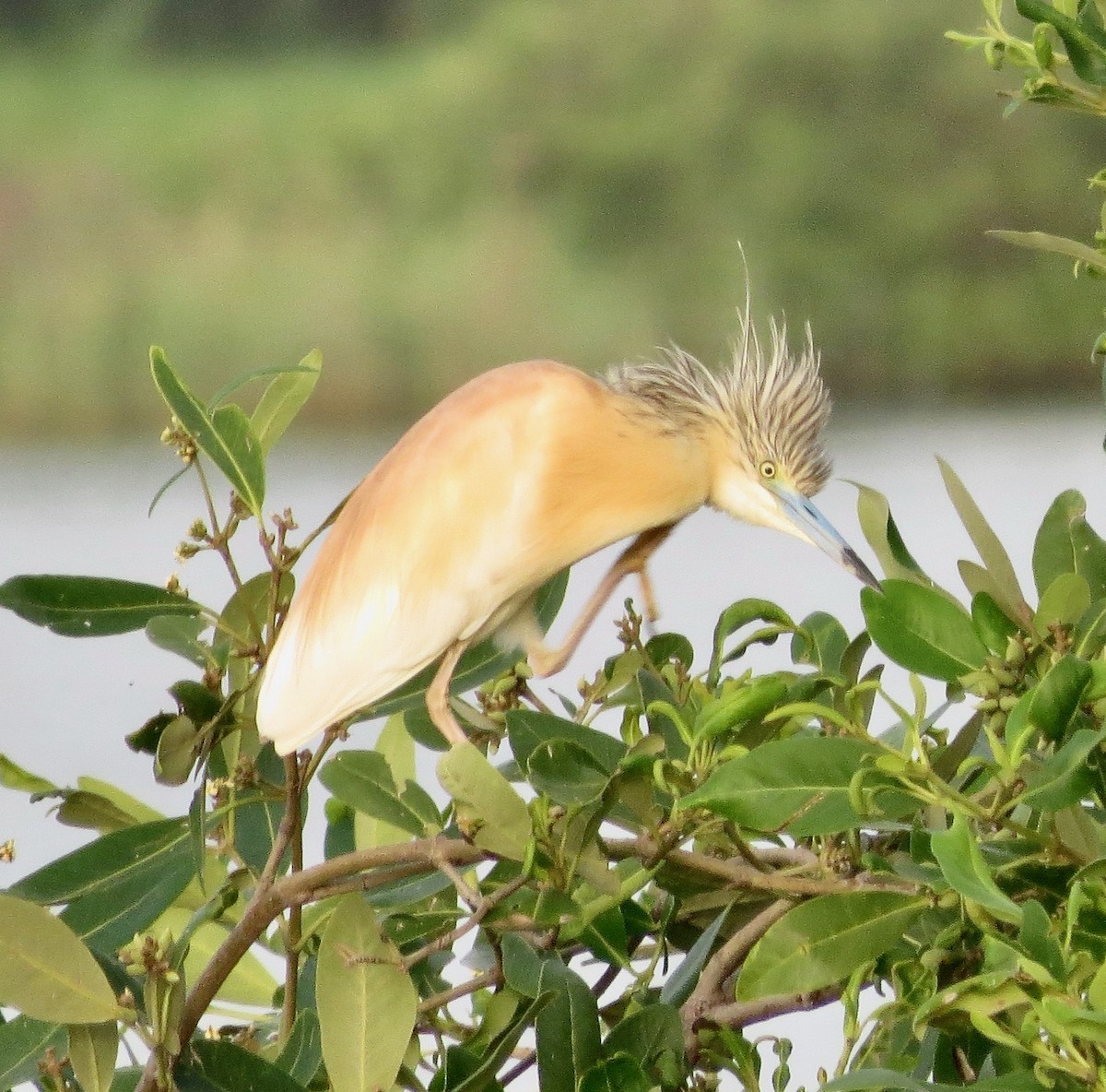 Squacco Heron - ML608635658