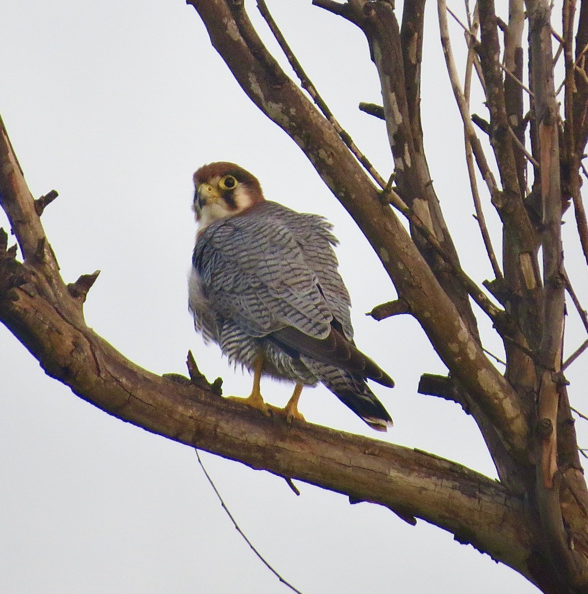 Red-necked Falcon - ML608635667