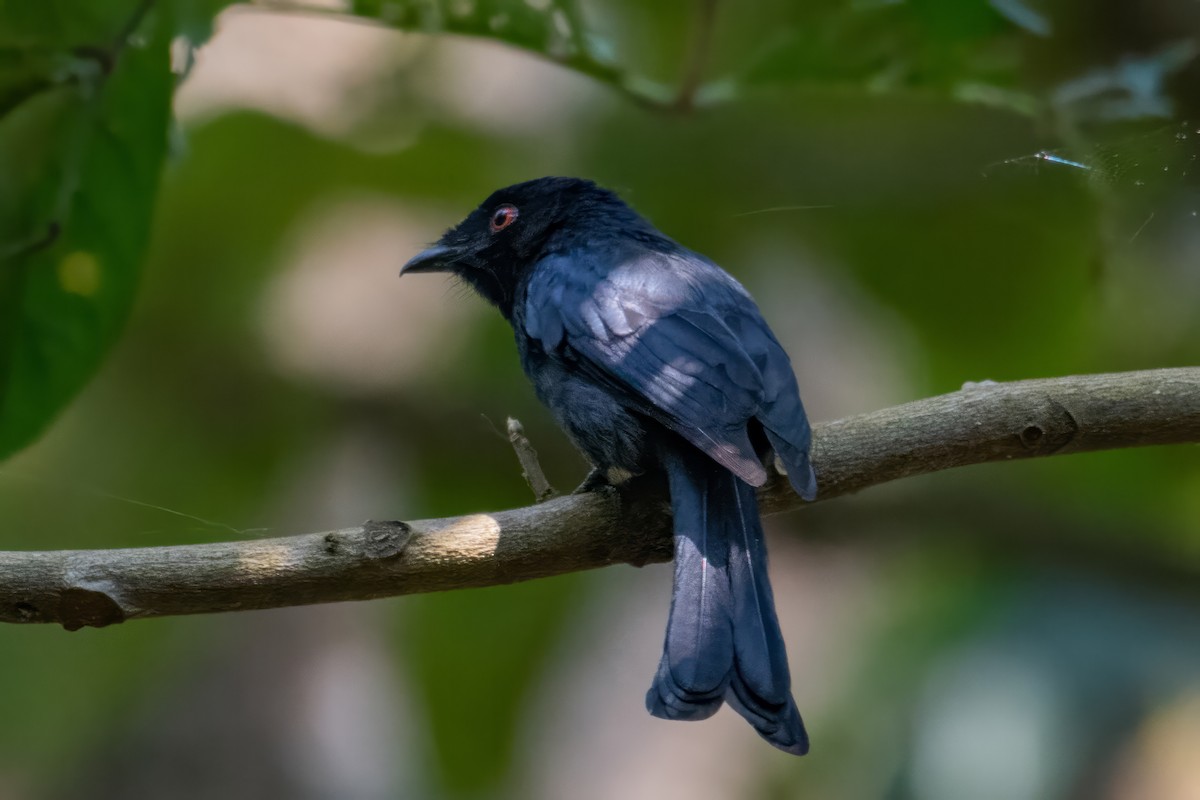 Square-tailed Drongo - ML608635675