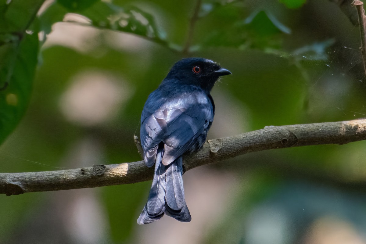 Square-tailed Drongo - ML608635676