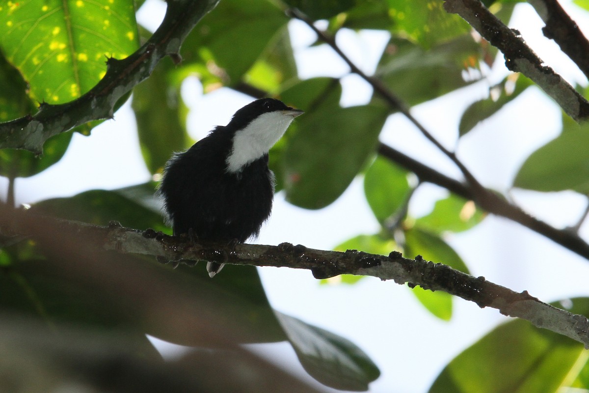 White-throated Manakin - Vincent Rufray