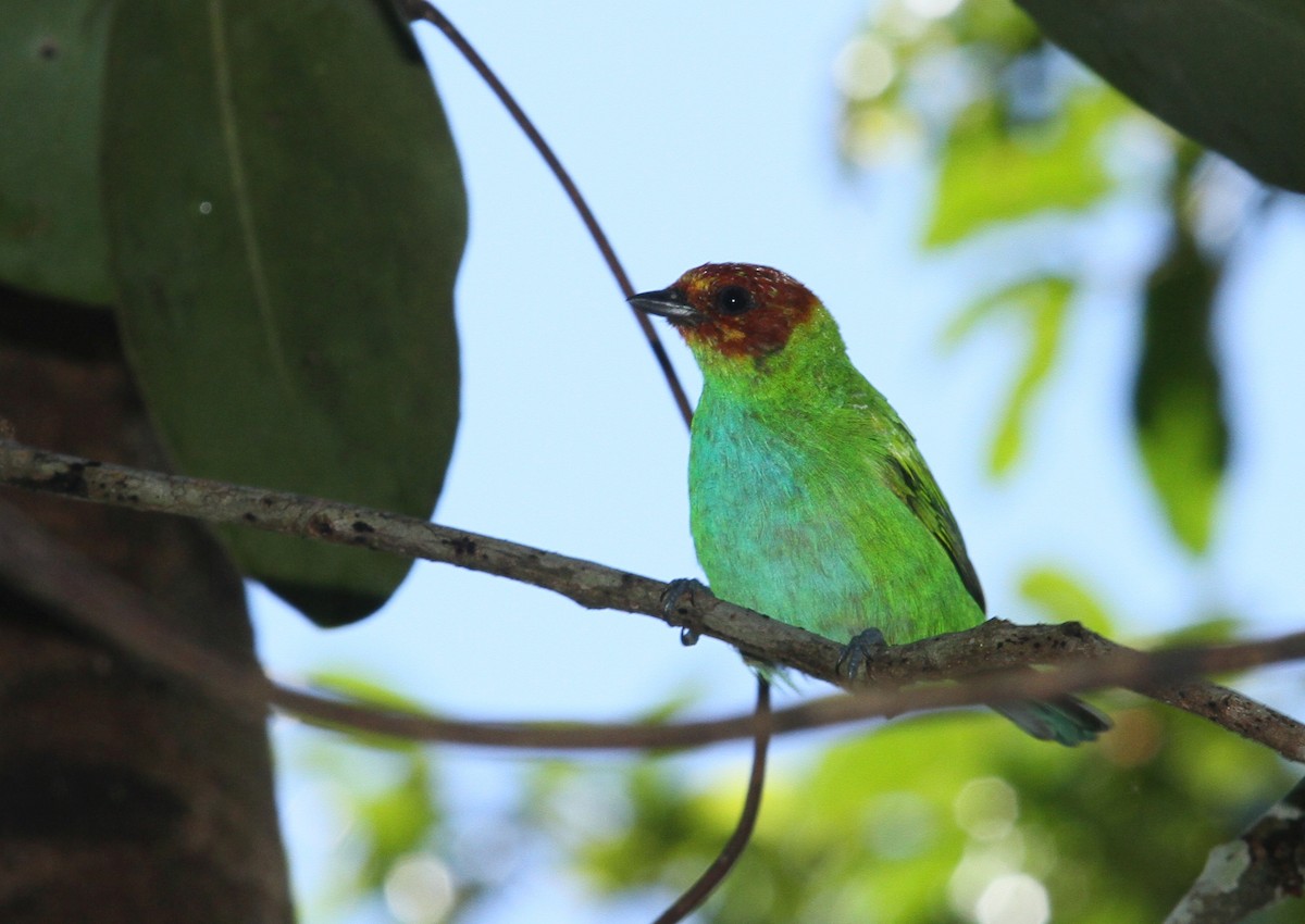 Bay-headed Tanager - ML608636757