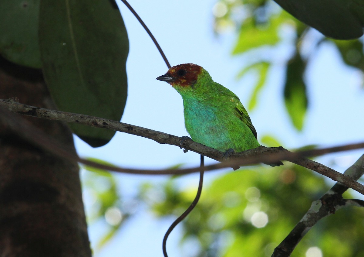 Bay-headed Tanager - ML608636758