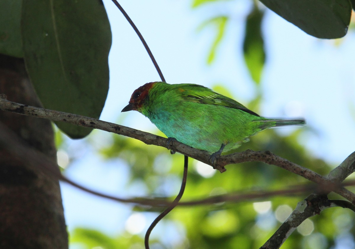 Bay-headed Tanager - Vincent Rufray
