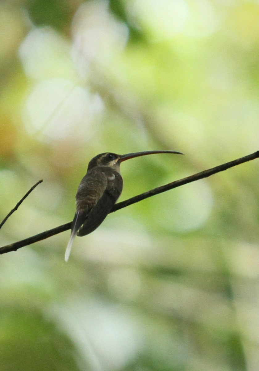 kolibřík dlouhozobý - ML608636814