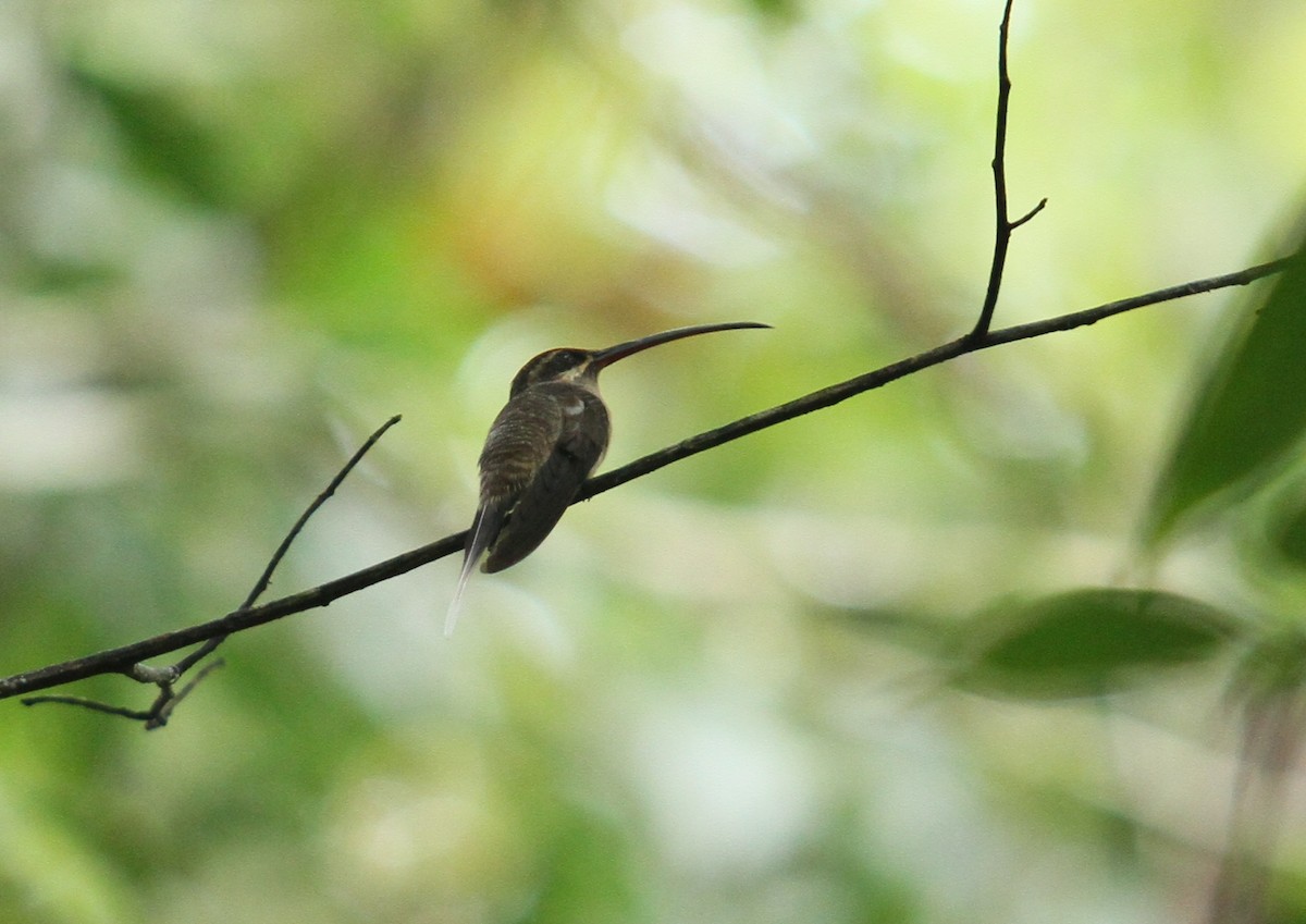 kolibřík dlouhozobý - ML608636815