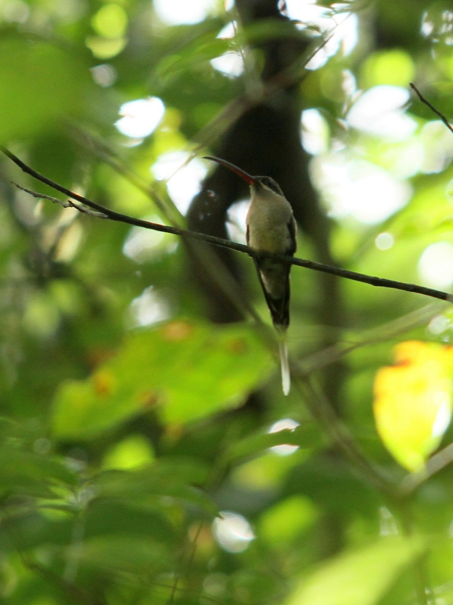 kolibřík dlouhozobý - ML608636816