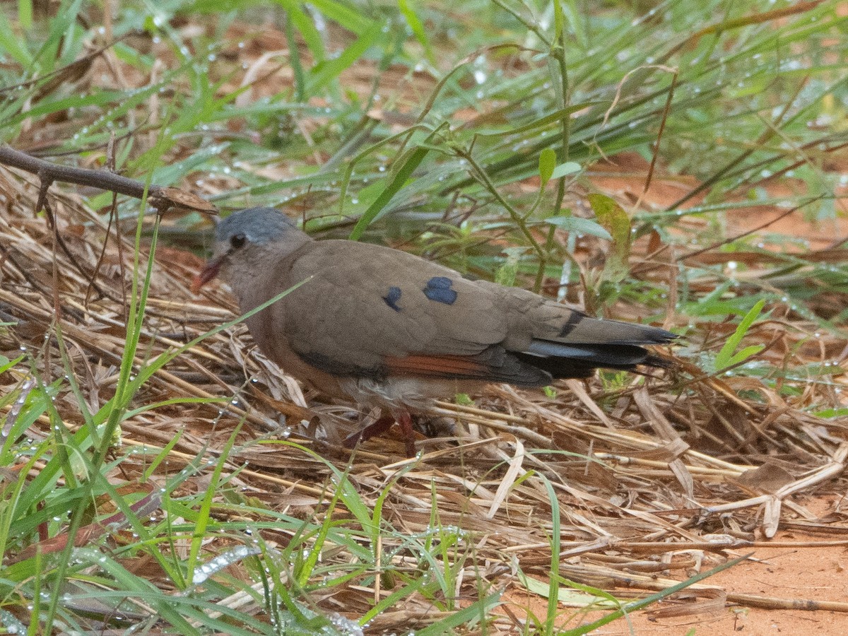 Blue-spotted Wood-Dove - ML608637542