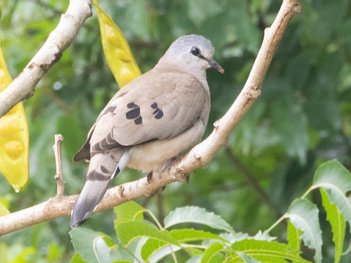 Blue-spotted Wood-Dove - ML608637565