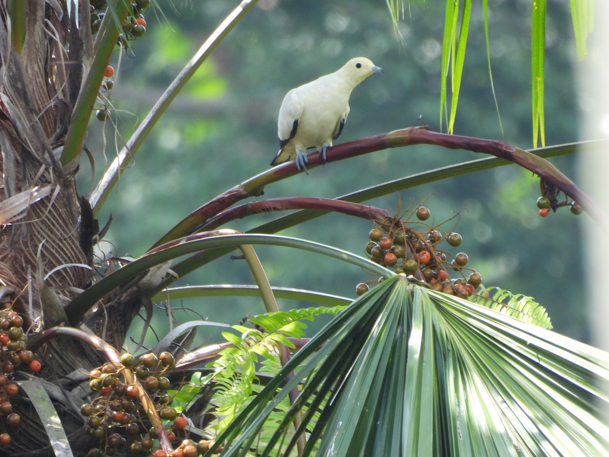 Pied Imperial-Pigeon - ML608637800