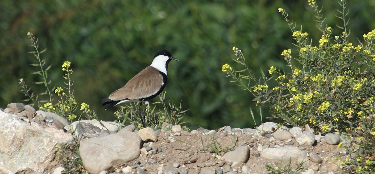 Spur-winged Lapwing - ML608638172