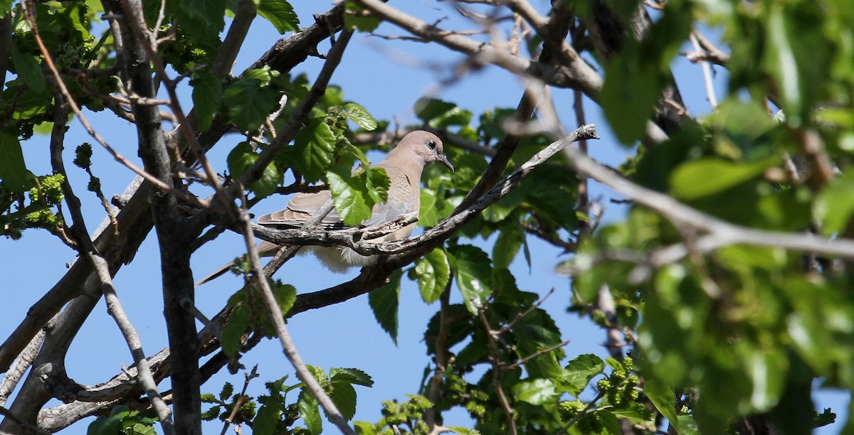 Laughing Dove - ML608638327
