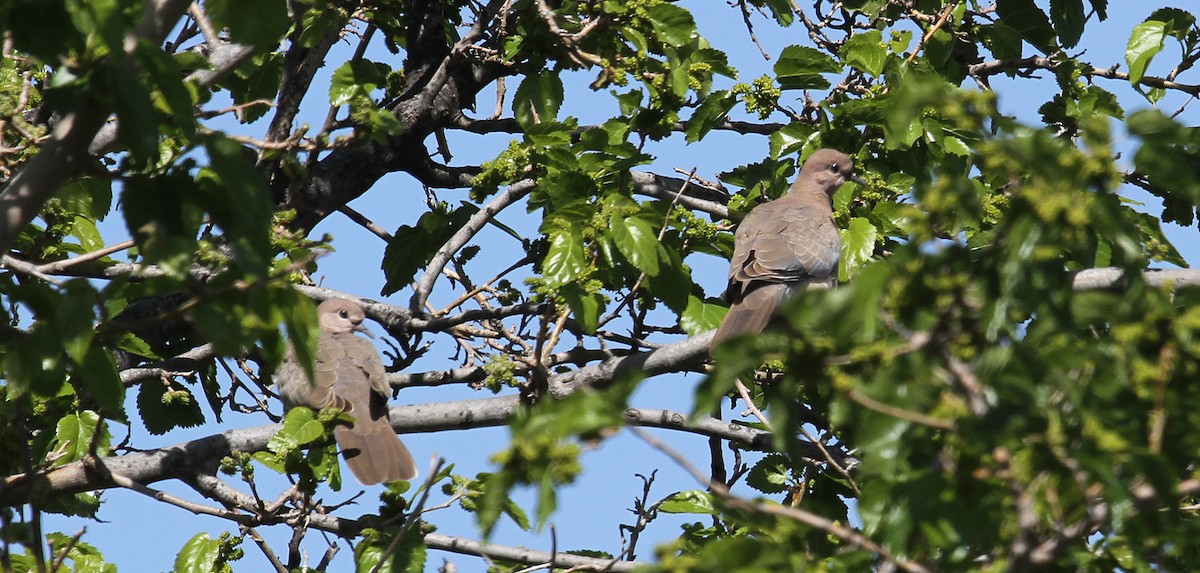 Laughing Dove - ML608638328
