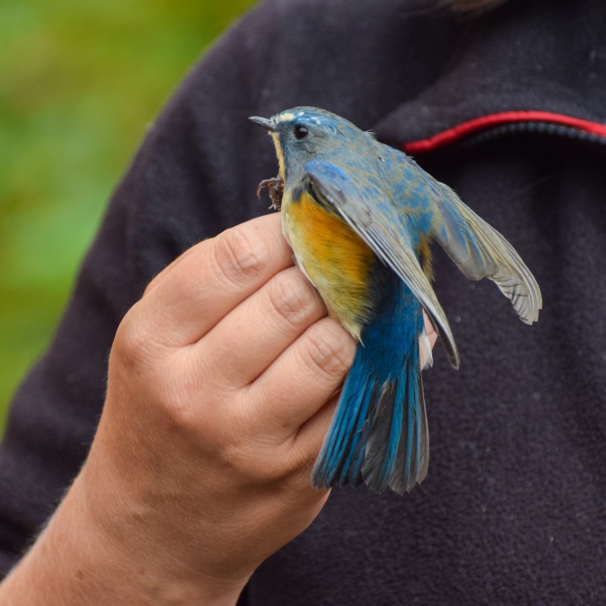 Red-flanked Bluetail - ML608638474