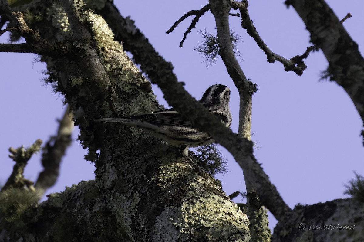 Black-and-white Warbler - ML608638587