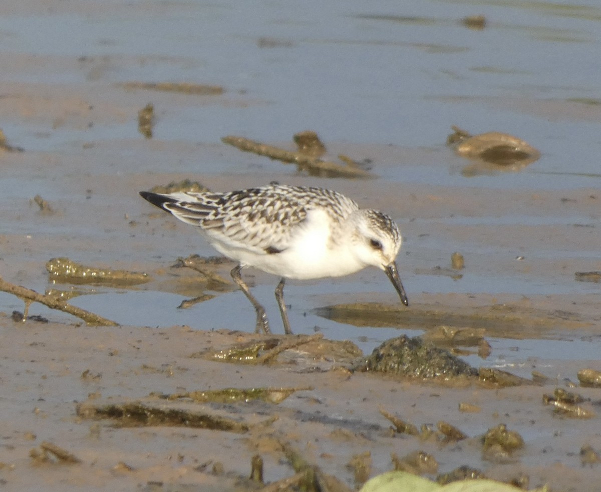 Sanderling - ML608638927